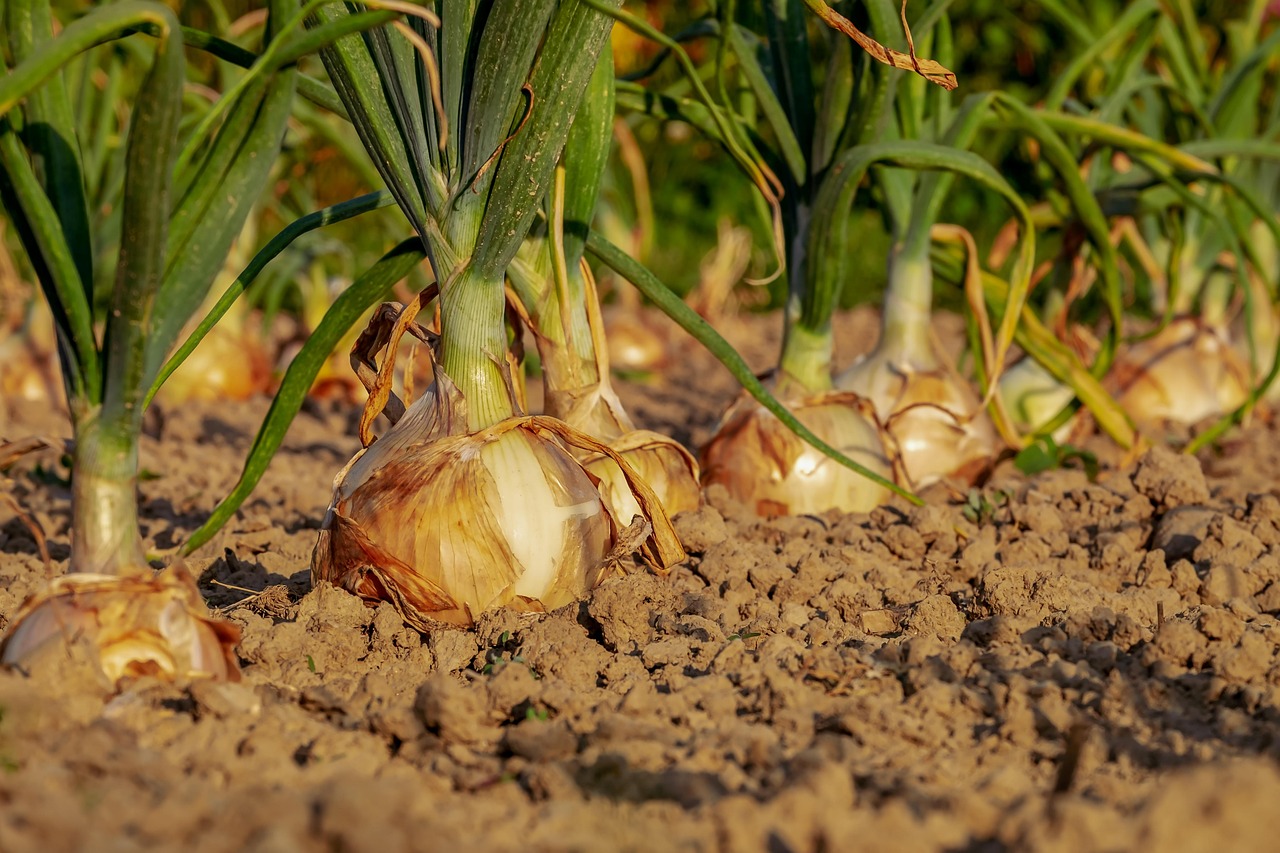 Tuinier plant zaailingen in zelfontworpen kas.