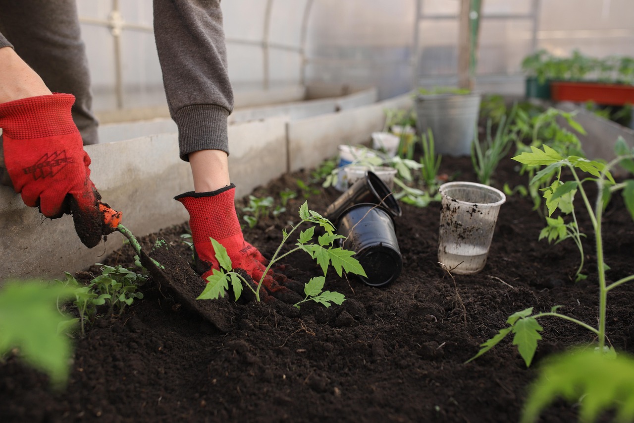 Verse tomaten en sla in glazen kas.