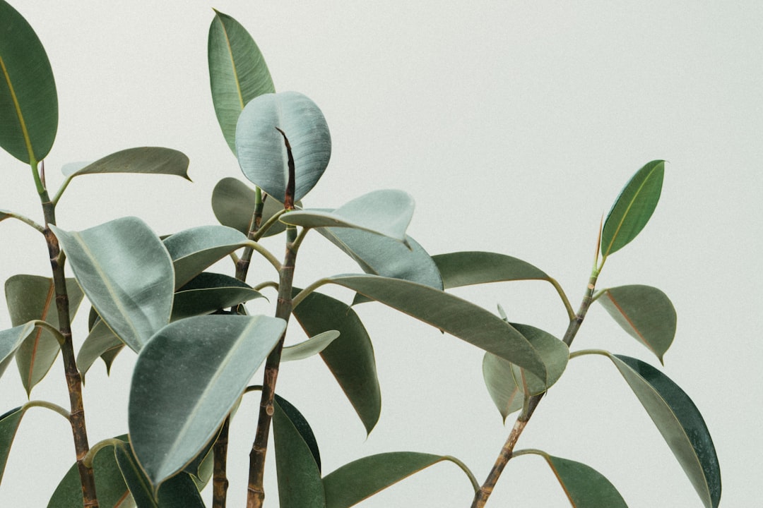 Planten die je huis verfrissen en de luchtkwaliteit verbeteren