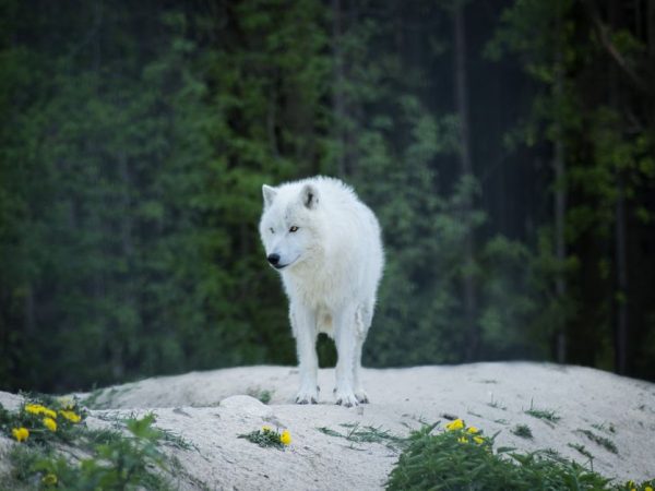 Wolvenposters: mystieke elegantie voor winterinterieurs